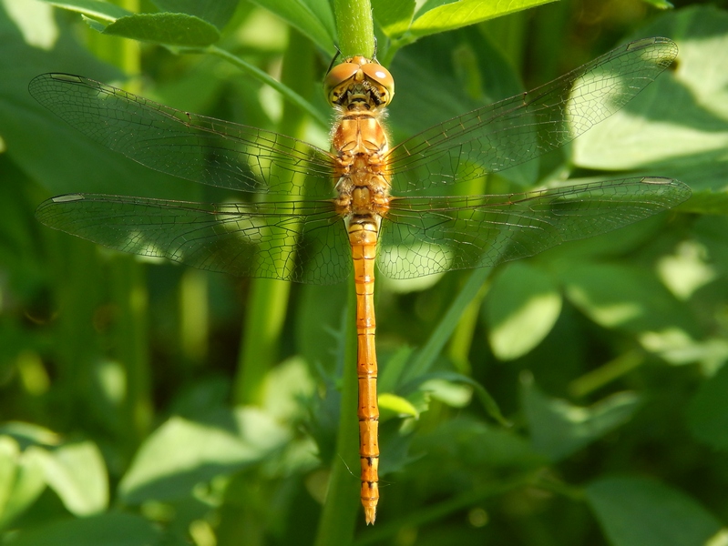 Aiuto ID libellula: Sympetrum sp. (striolatum?)